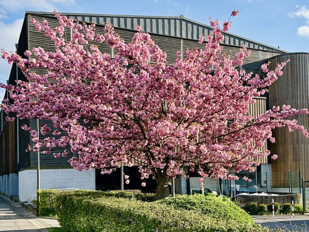 Luxembourg’s Cherry Blossoms Delight