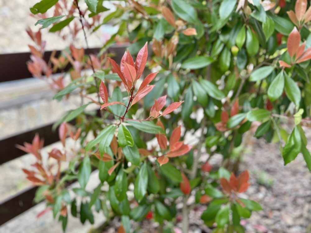 The Stunning Transformation of Photinia’s New Red Leaves