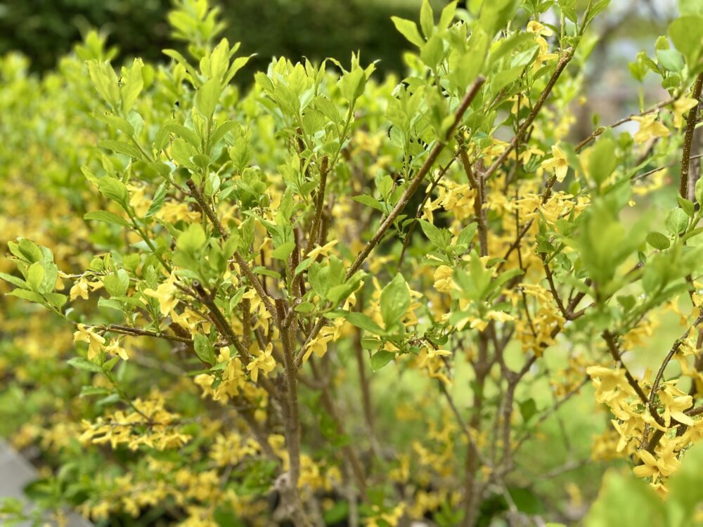 Forsythia: A Legacy of Botanical Discovery and Cultural Significance  