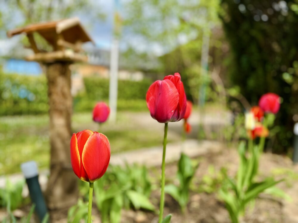 Tulips and Bubbles: The Fragile Beauty of Flowers and Economies