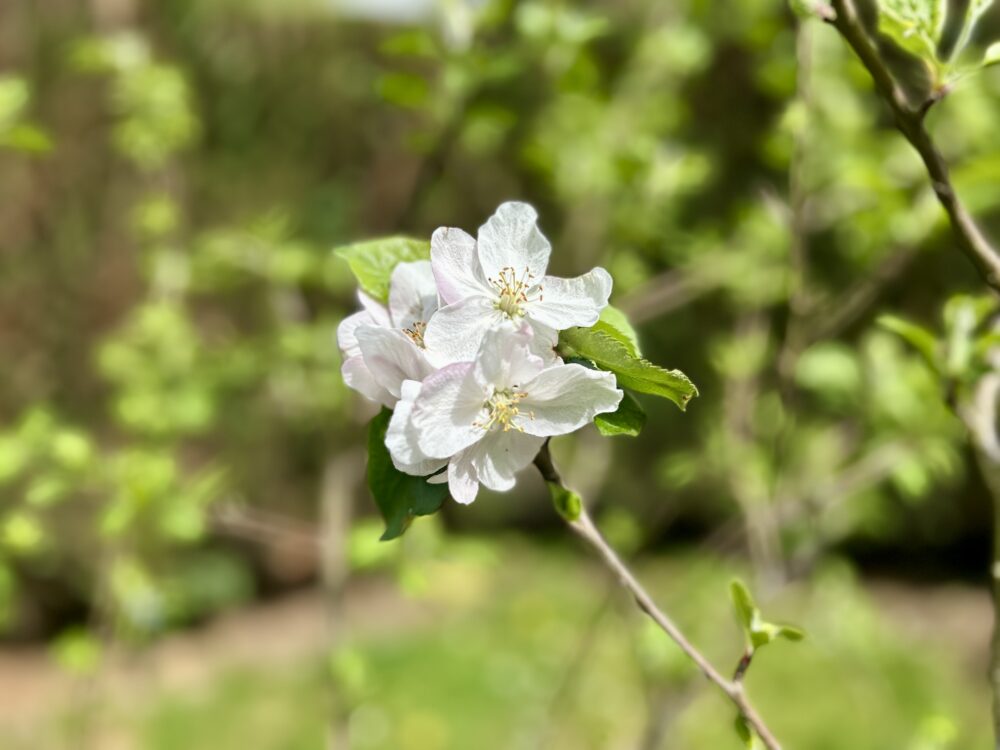 Delicate Blossoms to Juicy Harvests: The Magic of Apple Trees