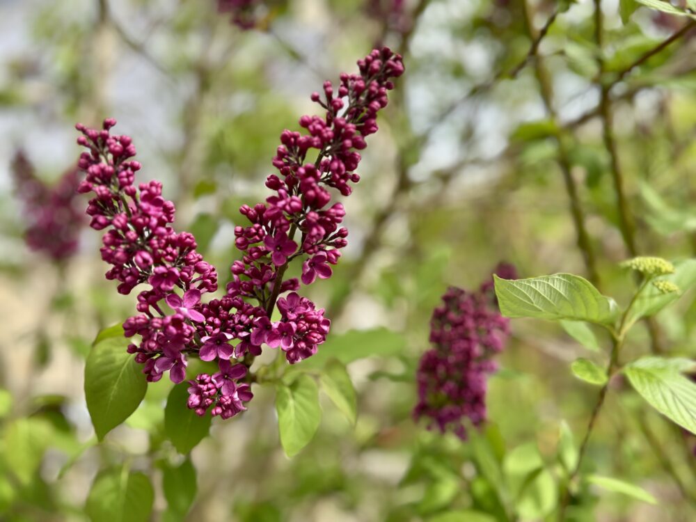 Lilacs: Nature’s Scented Spectrum