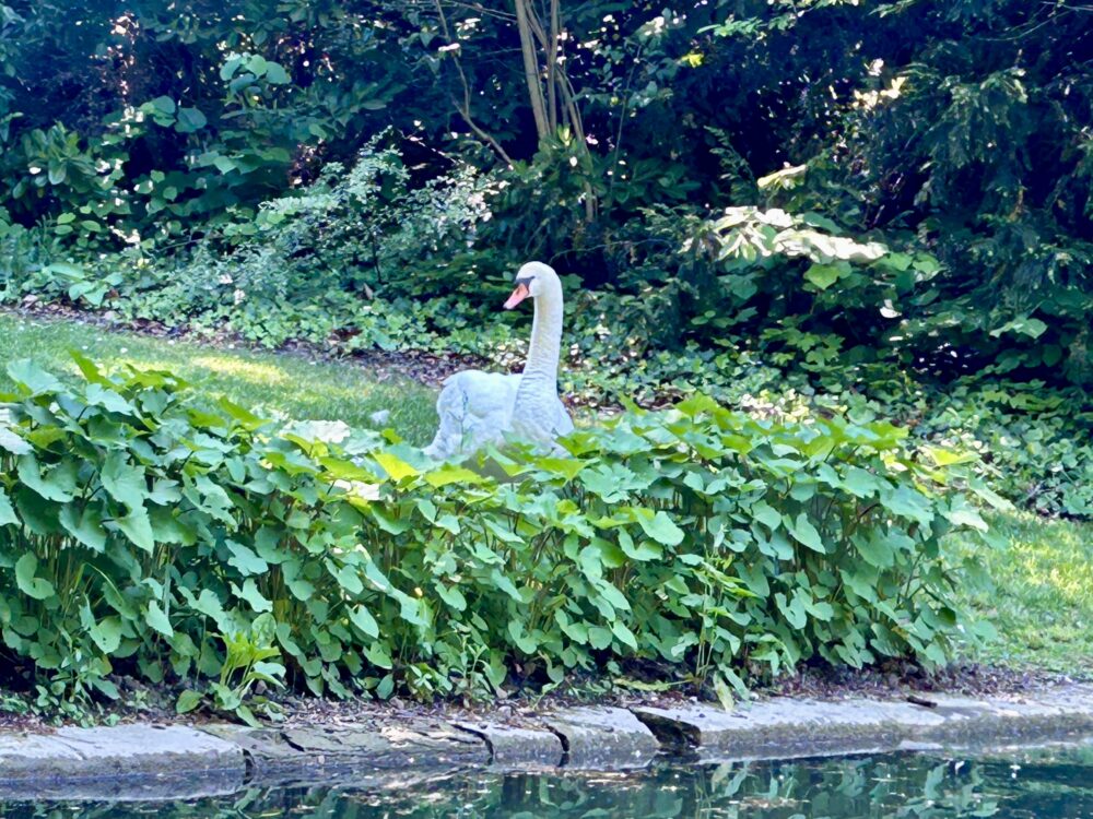 A Natural Paradise: The Rich Fauna and Flora of Orangerie Park  
