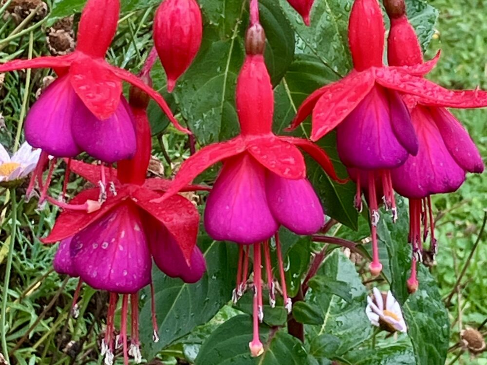 The Enchanting Presence of Fuchsia Magellanica in Madeira