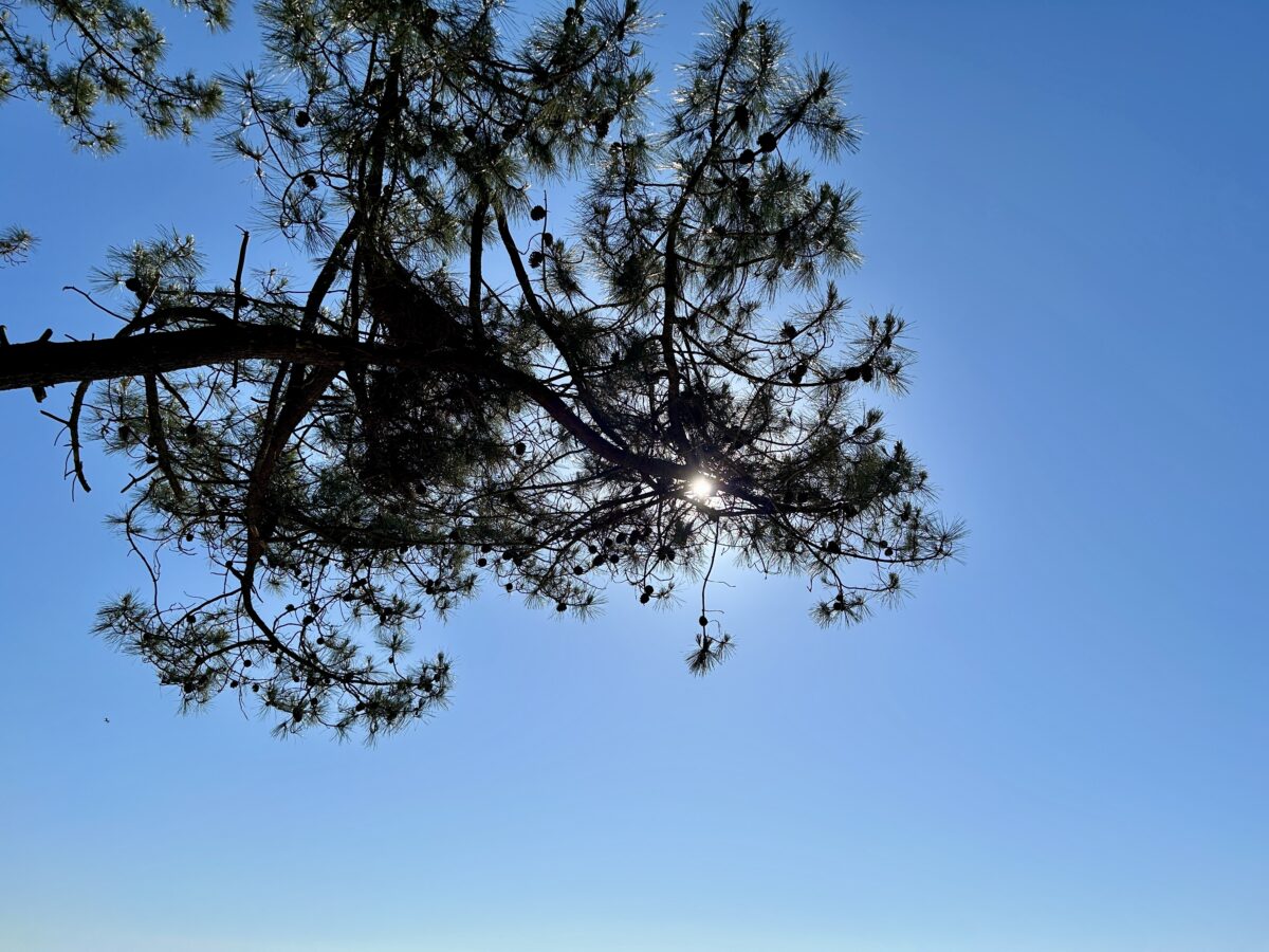 Pine Trees, Sand Dunes and a Hint of Magic: Arcachon’s Wild Side