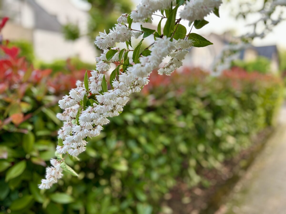 Denutzia and Elegant Shrubs: Adding Charm to Luxembourgish Gardens  