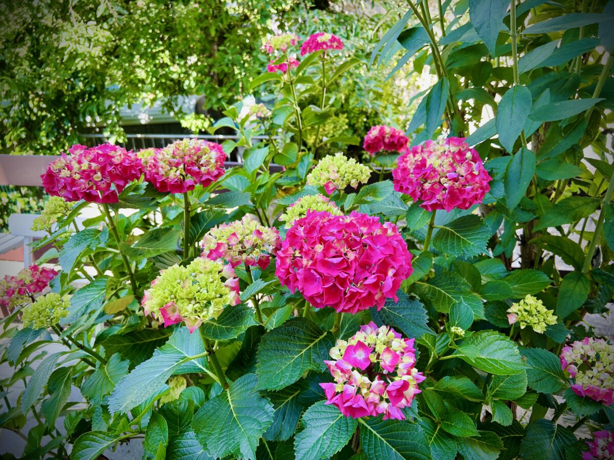 Blushing into Summer: The Hortenzia’s Big Reveal