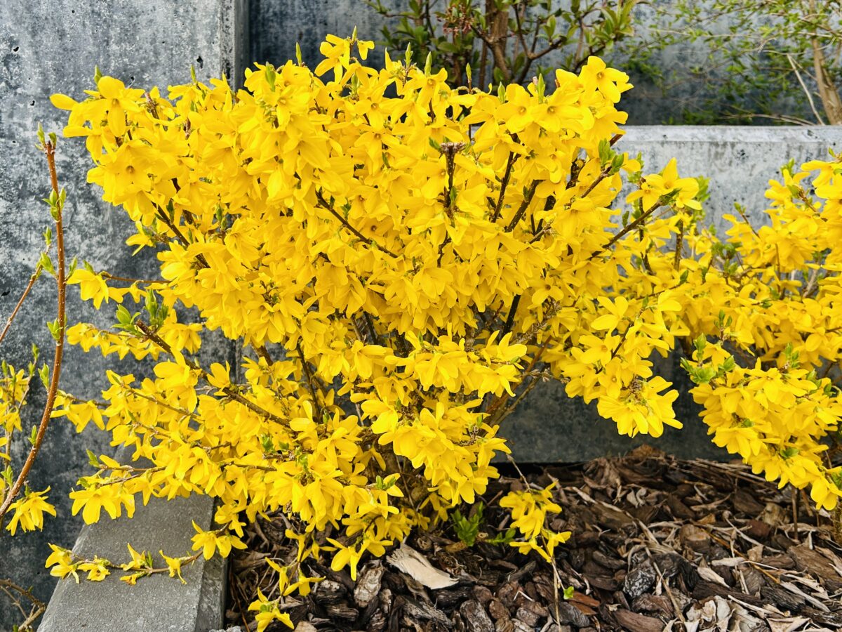 Golden riot in the Grand Duchy