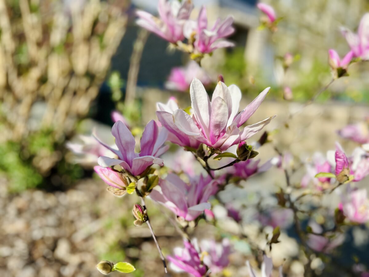 Magnolia Magic: Beauty That Bruises Easily