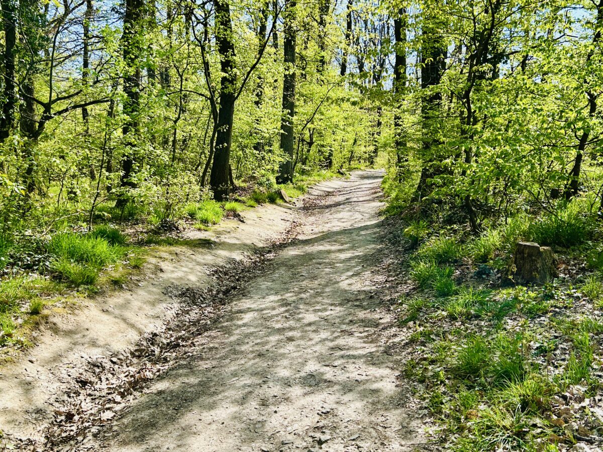 Wanderlust in the Wild Woods of Western Hungary