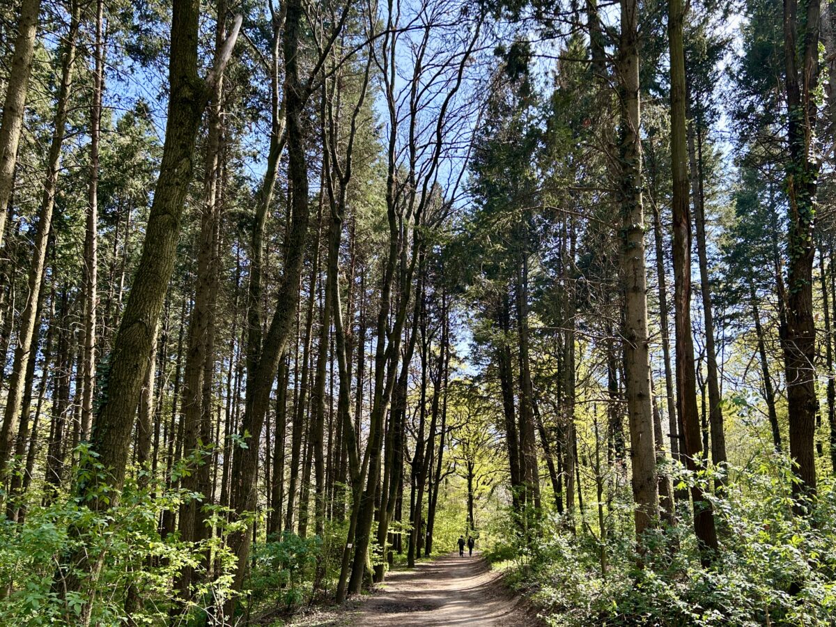 Forests in Europe: Who’s Covered and Who’s Bare