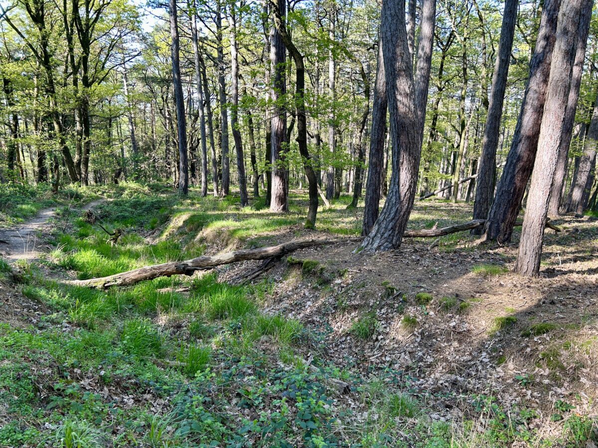 Mystic Green: The Wild Wonder of the Lővérek in Western-Hungary