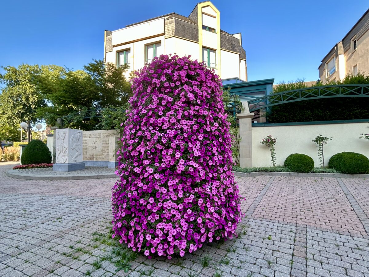 Blooming Budget: Walferdange’s Floral Decorations