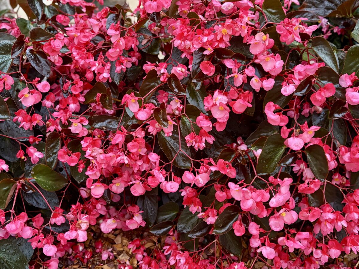 Bergenia: The Elephant’s Ears That Whisper Spring