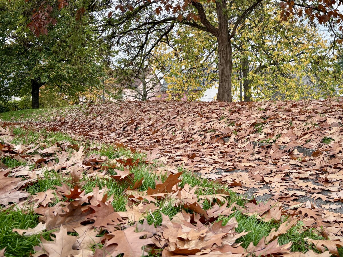 Golden Leaves and Quiet Whispers: Autumn in Walferdange