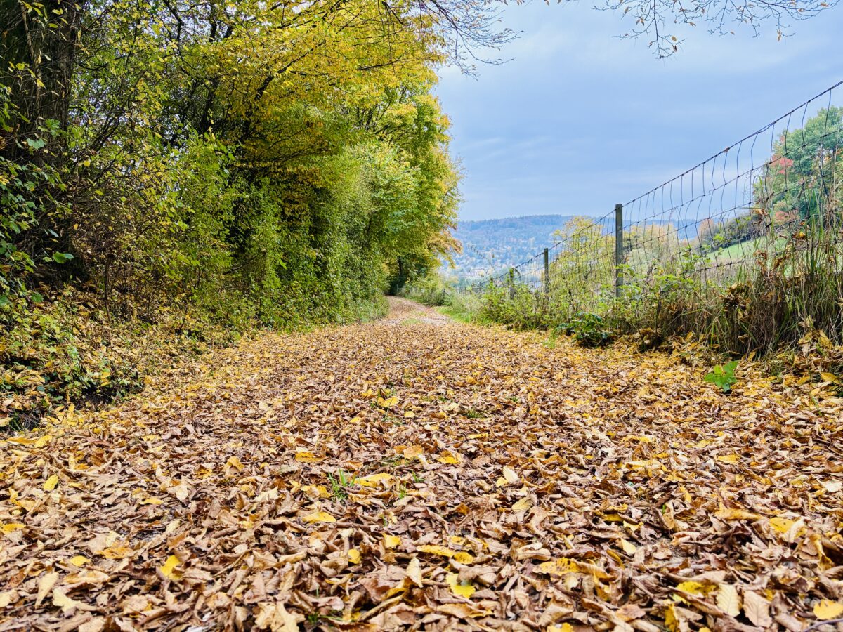 Where the Forest Wears Gold: Autumn in Luxembourg