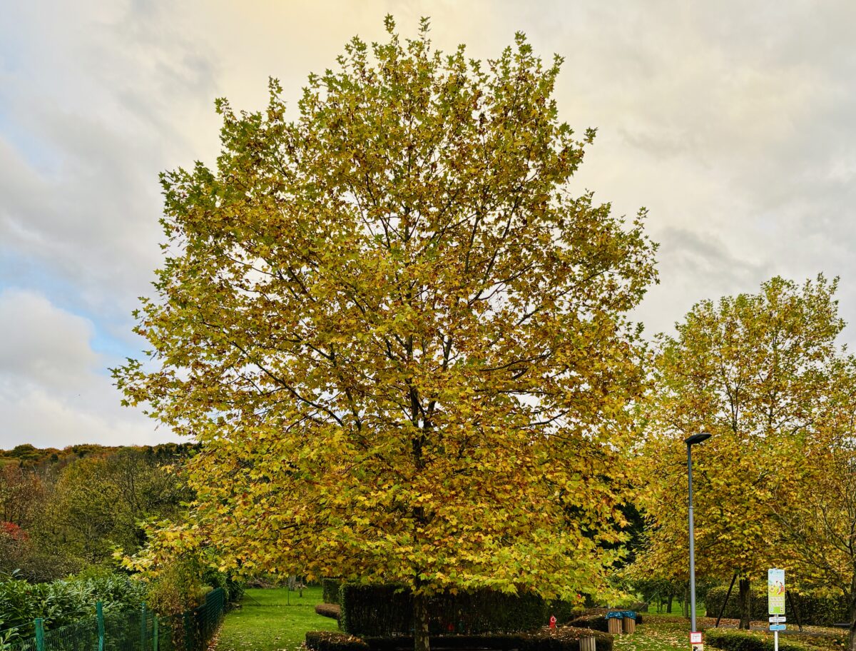 Autumn in Walferdange: Golden leaves, quiet forests and seasonal changes