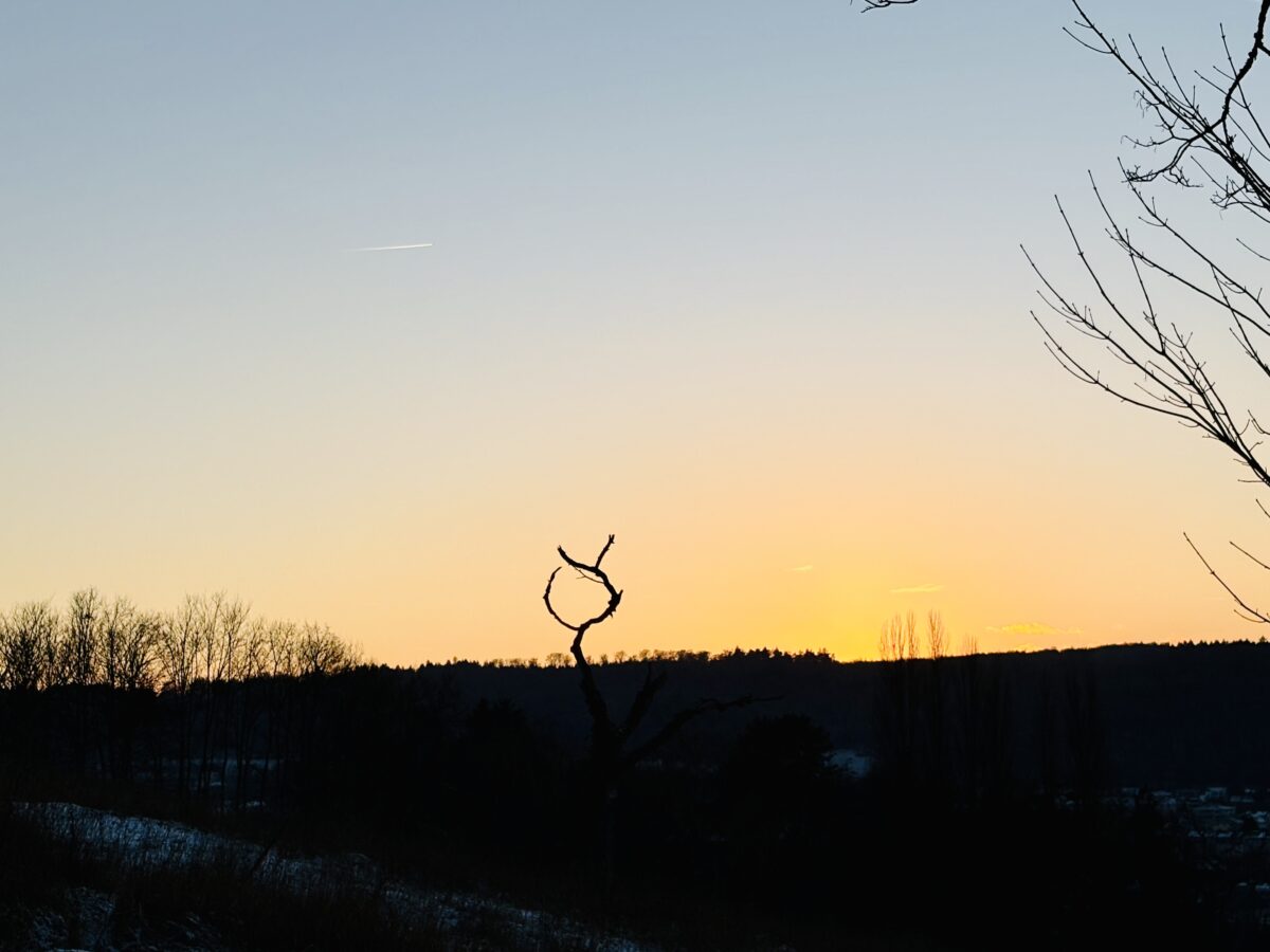 Luxembourg’s Tree That Nails the OK Sign