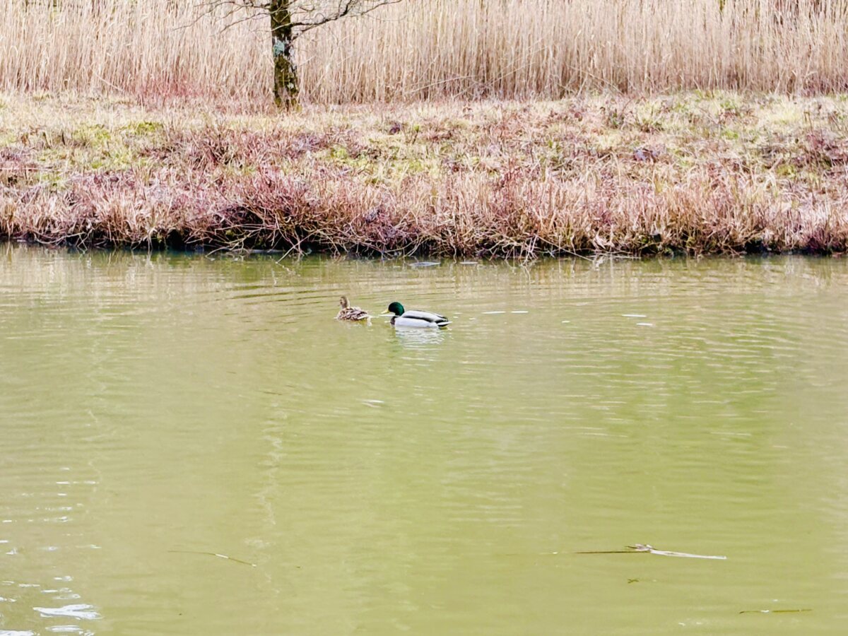 Ducks on holiday at Les Trois Forêts
