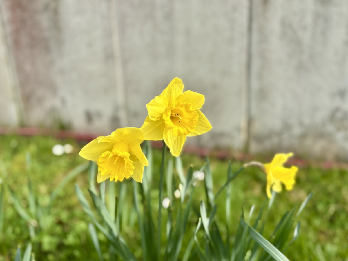 Spring tiptoes back to Luxembourg