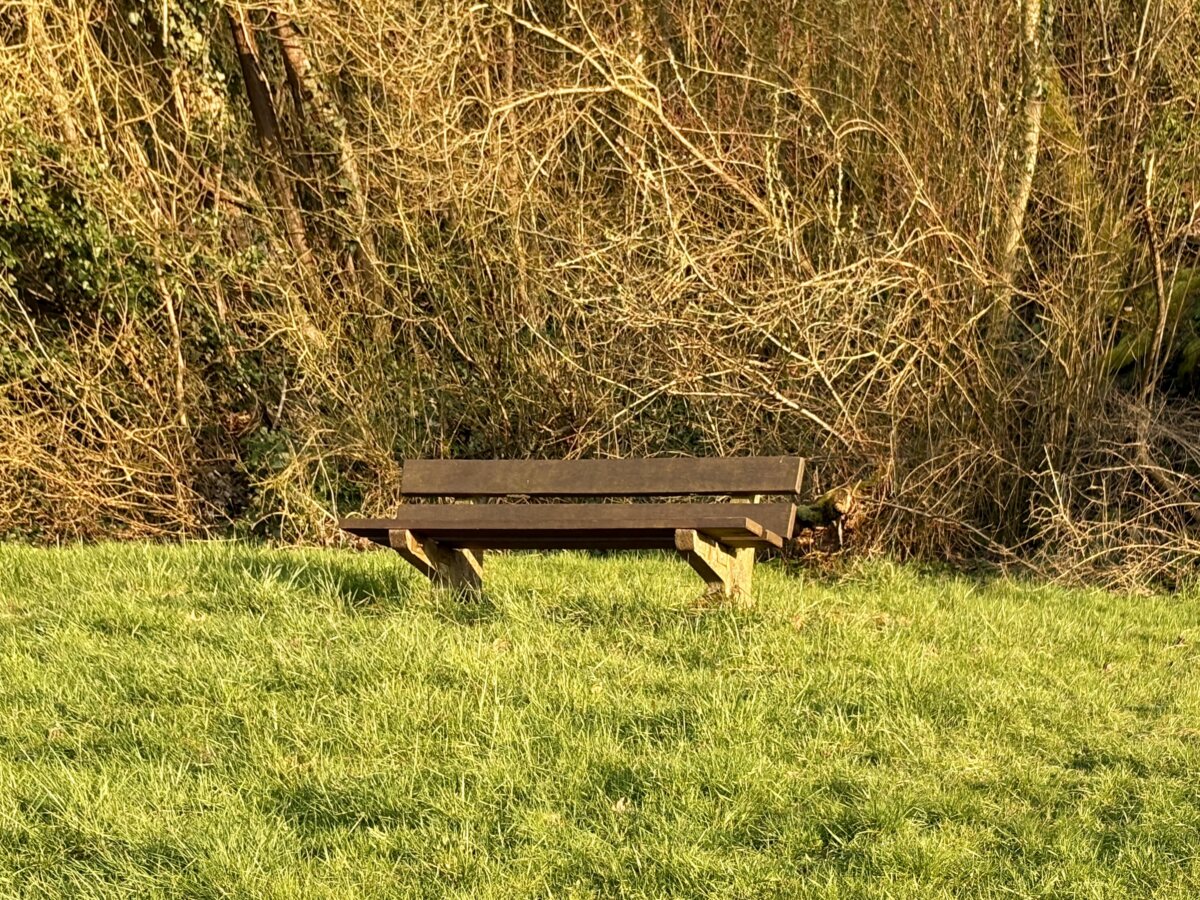 The Forest Bench: A Seat for Contemplation