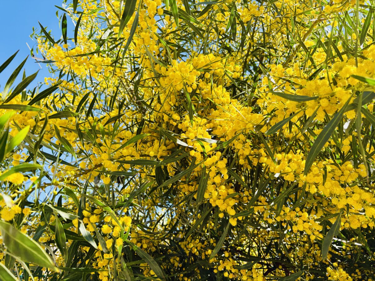 The golden invader from down under