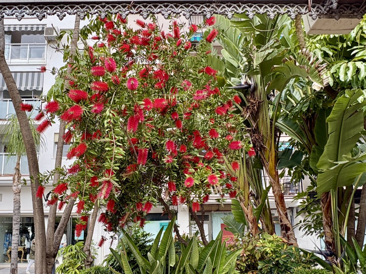 The plant that looks like a kitchen accessory