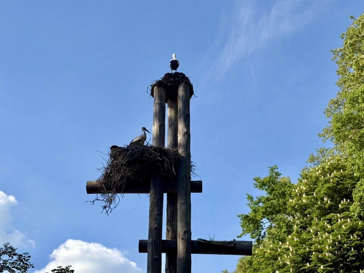 Everything you need to know about the storks of Strasbourg and Alsace