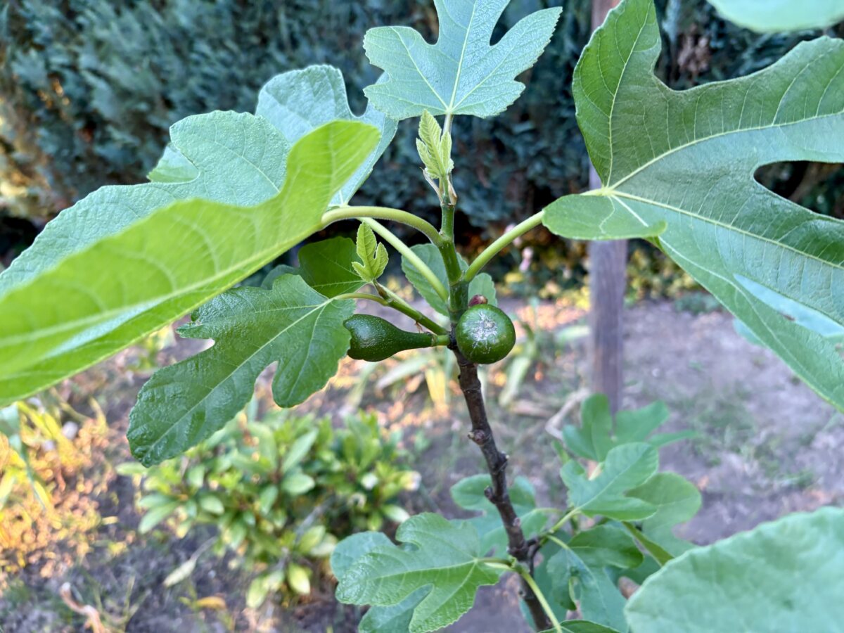 The Luxembourg fig renaissance: Exotic gardening in northern Europe