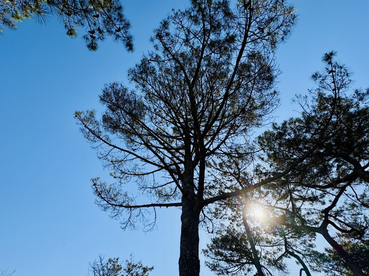 Atlantic pines: The giant green umbrellas of the French coast
