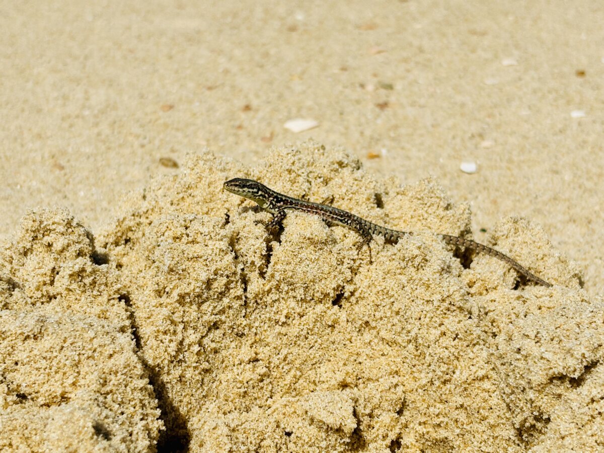 Common wall lizards: The tiny sunbathers of the French Atlantic dunes