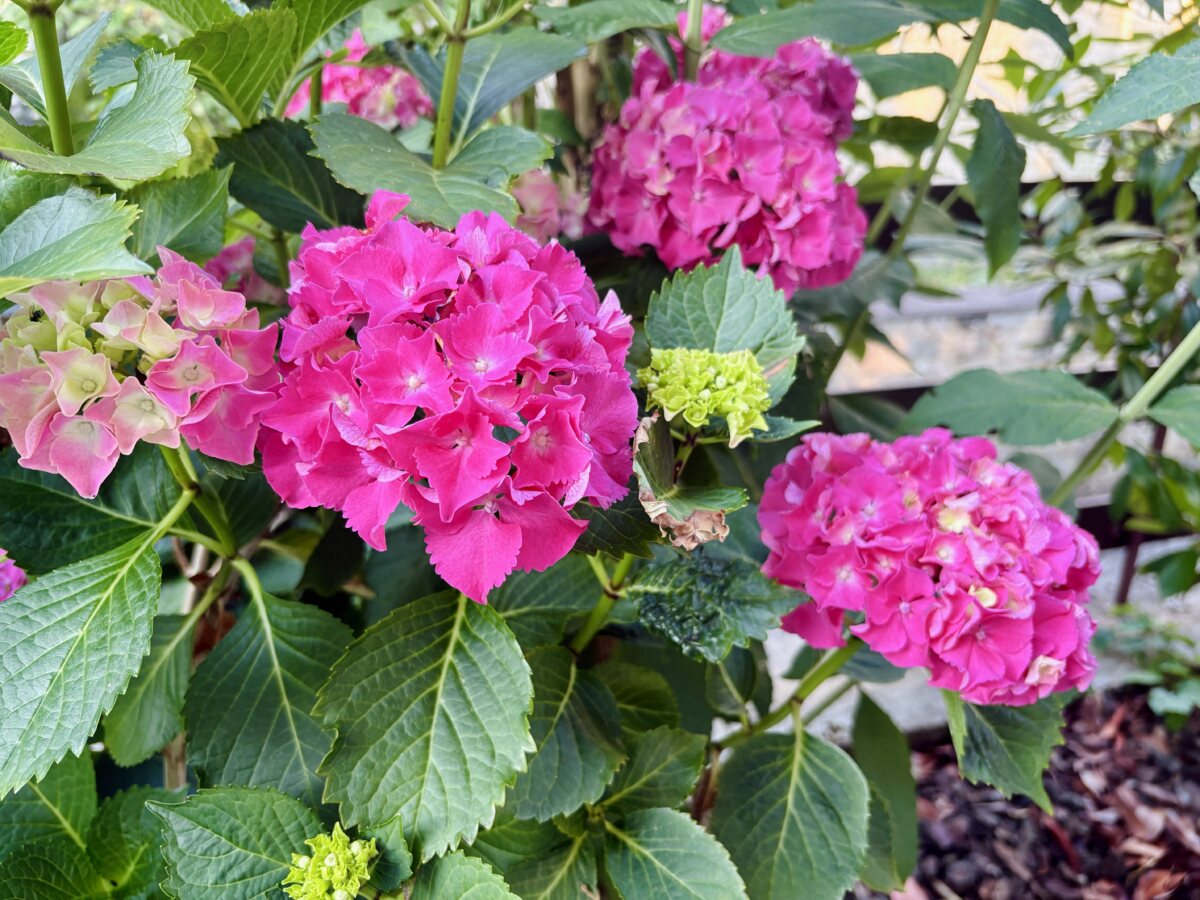 Hydrangea in Luxembourg: Early blooming through a dry summer heatwave