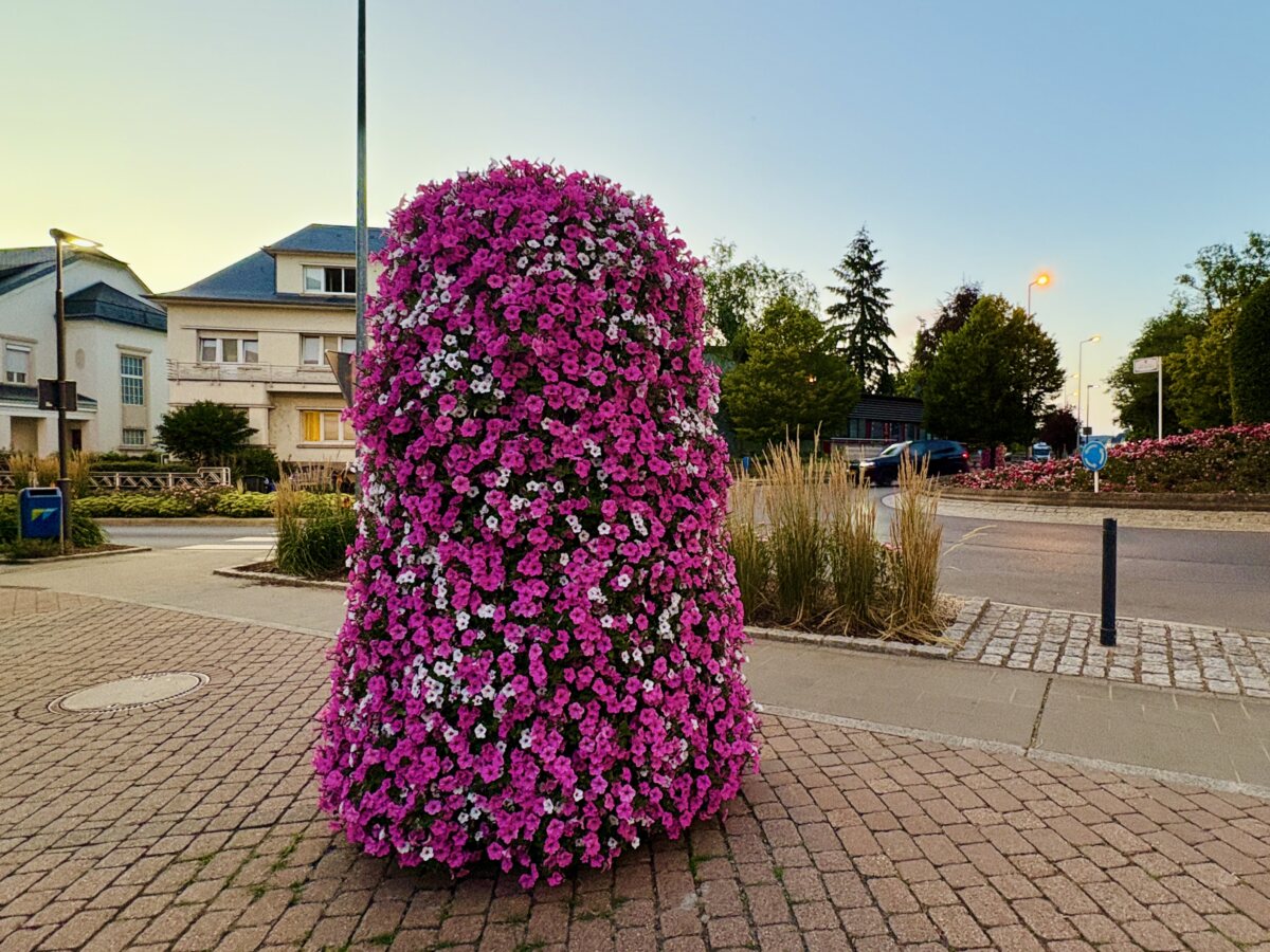 The great pink flower tower of Walferdange: When municipal gardening steals the spotlight